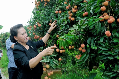 Nâng cao khả năng cạnh tranh của vải thiều Thanh Hà 